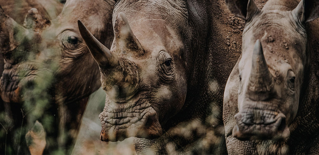 Meet Kimba De Toren'S New Rhino Family Member