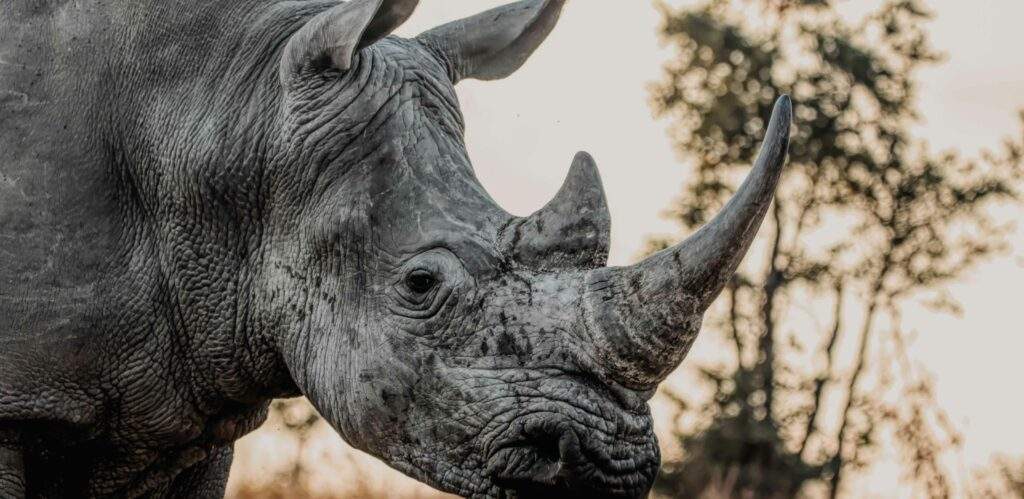 Kimba White Rhino