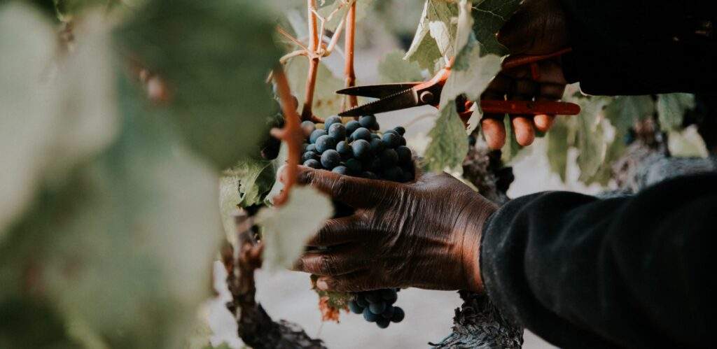 De Toren Private Cellar Vineyard