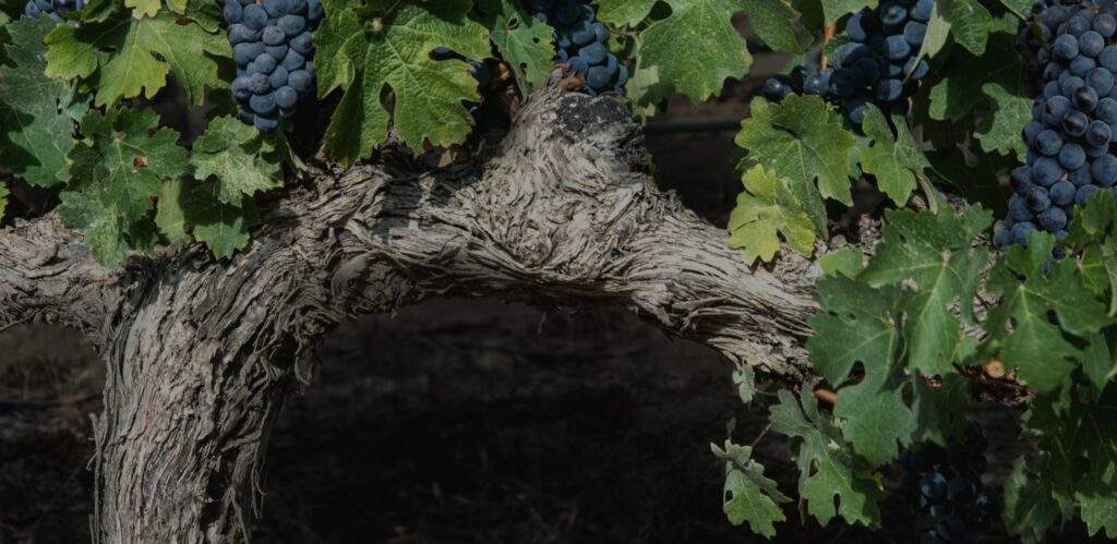 Purple Grape Tree