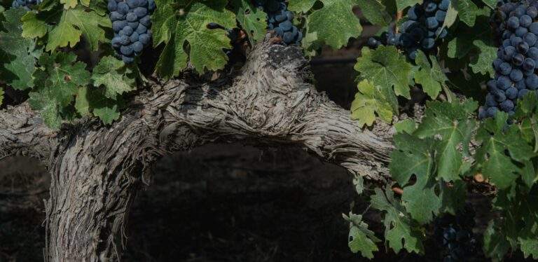 Purple Grape Tree
