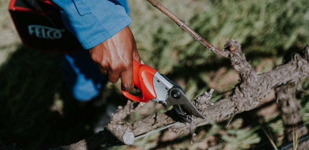 Pruning Scissor Blog Hero Image