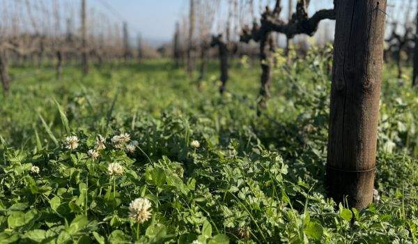 De Toren Vineyard Cover Crop