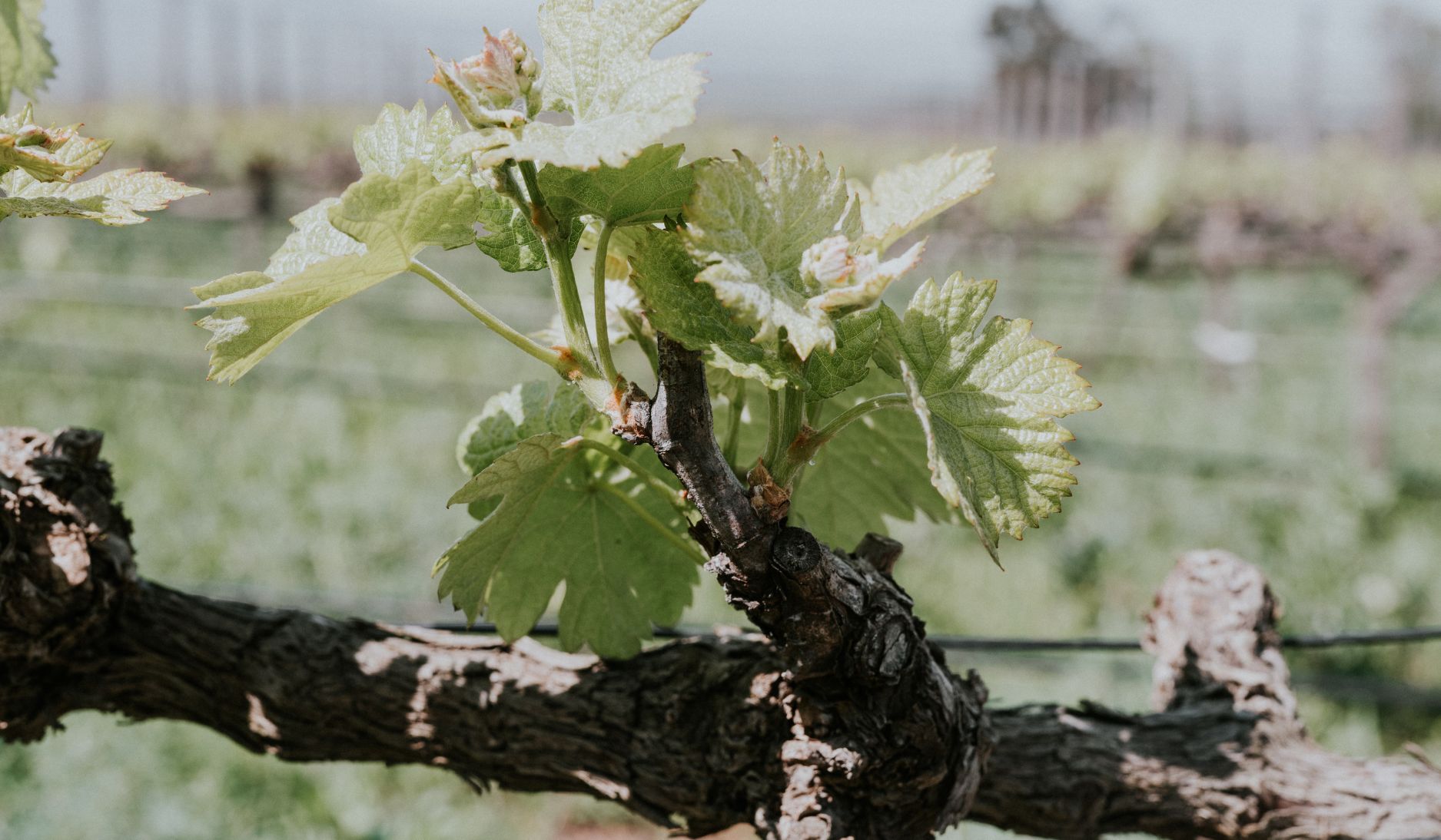 Cabernetsauvignonatdetoren